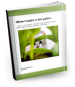 libro-gatos