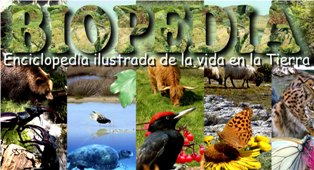 animales y plantas