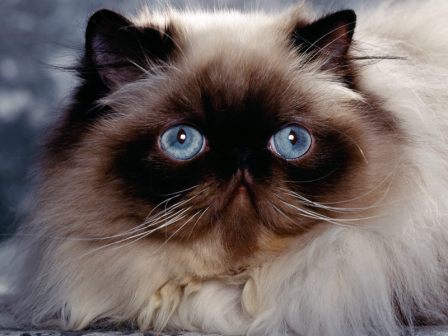 persa himalayo